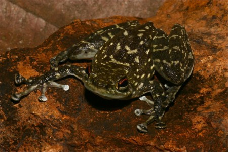 Rock Skipper Staurois latopalmatus Danum Valley, Sabah